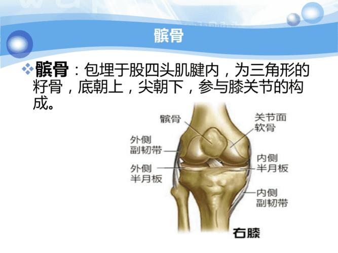 髌骨骨折护理查房61632 ppt