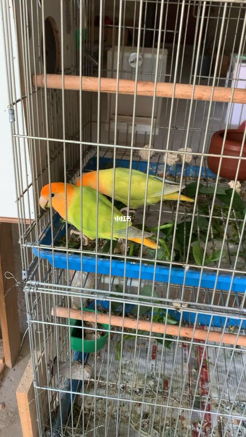 海南牡丹鹦鹉金头澳桂闪:小两口第一次当父母,它们开心,我也开心09