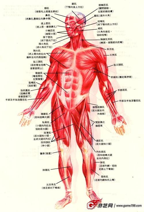人体肌肉解剖图 身体各部位肌肉线条