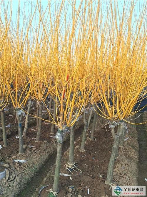 所属区域: 湖南 黄花槐 (d7cm,移栽袋装苗)[2015-4-6] 湖南(干杉)基地