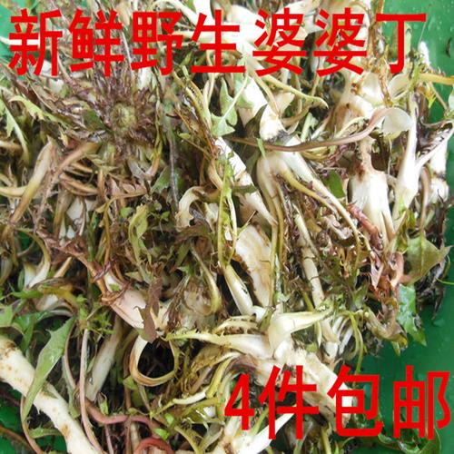 东北现挖山野菜新鲜野菜绿色婆婆丁去火蒲公英芽苗菜2016年250克