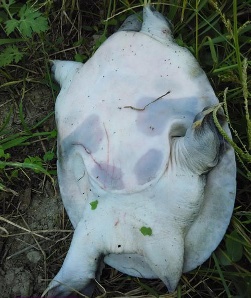 如何区分公甲鱼和母甲鱼