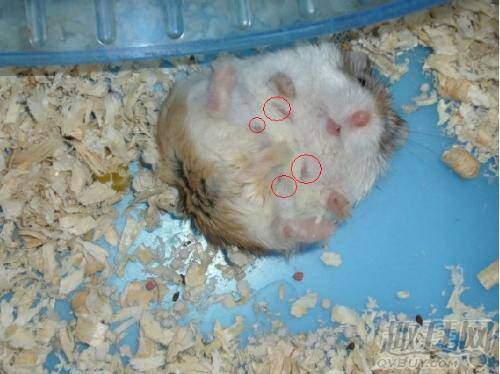 怀孕母仓鼠图片!