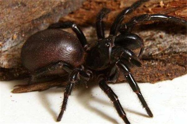 全球10大剧毒动物,石头鱼刺人最疼,黑曼巴蛇致死率100%
