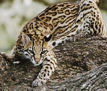 因为赖c我知道了更多品种的猫……(i猫速进)