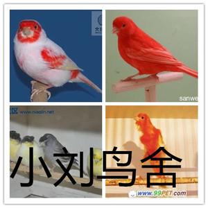 德国大辣椒格鲁斯特小格芙蓉鸟红直立白直立马赛克小丑鸟活体包邮