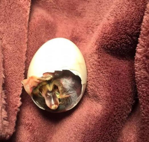 女子发现了一枚破损的鸭蛋,用自己的体温成功将其孵化