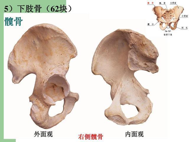 髋骨长得很奇怪还很嚣张.