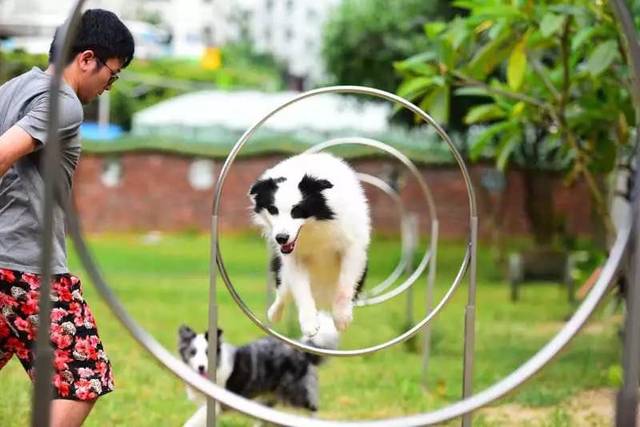 还有一系列的设施对狗狗进行训练,让"铲屎官"和自家狗狗体验共同乐趣.