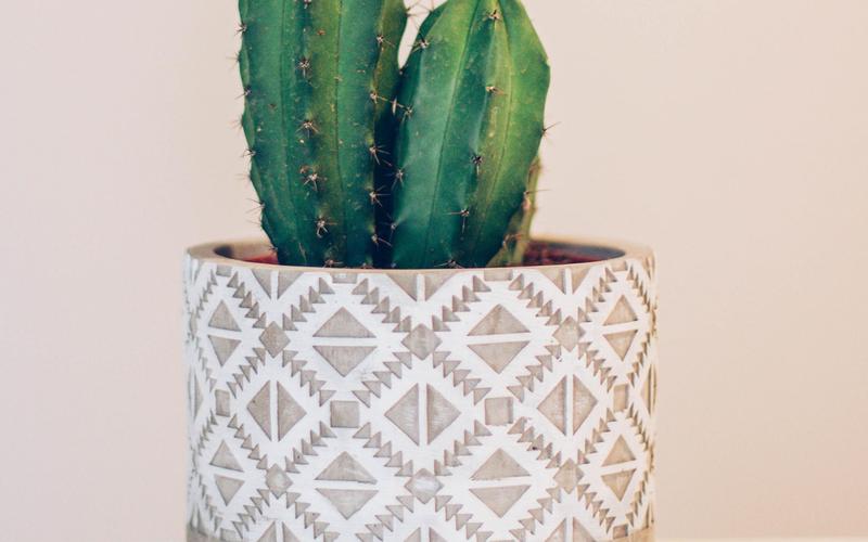 电脑壁纸 花卉 植物 护眼迷人的仙人掌