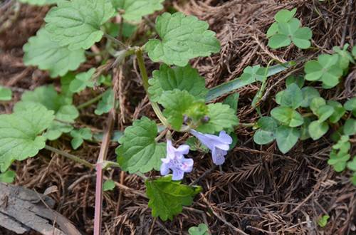 一串钱,四方雷公根,马蹄筋骨草,破铜钱,对叶金钱草,疳取草,钻地风