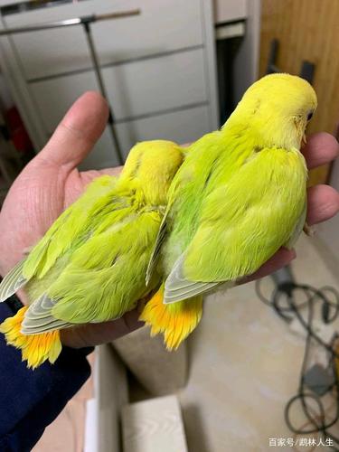 牡丹鹦鹉美图赏析