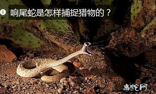 响尾蛇是怎样捕捉猎物的