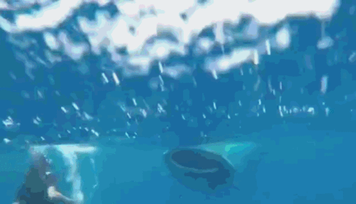 gif-水爷一入水,鲸鲨也不虚! 皇马队长海洋共舞