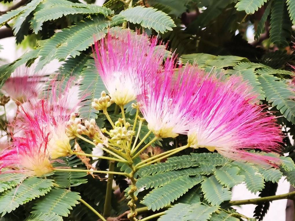 夏至将至 合欢花开