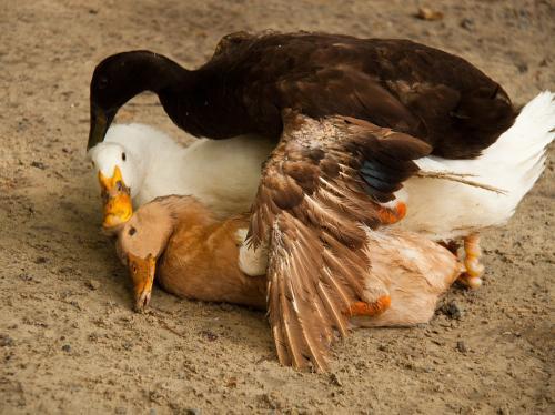 为什么母鸭和公鸭不交配就能下蛋?那公鸭存在有什么