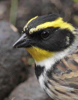 黄喉鹀指名亚种