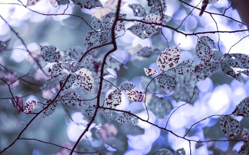 唯美树叶背景图片桌面壁纸