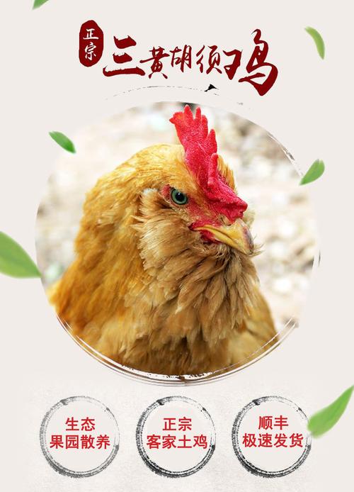 卖易久久 新鲜三黄胡须鸡 月子鸡 老母鸡 农家散养土鸡肉 1350-1500g