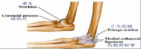 尺骨鹰嘴骨折(1)——概述和分类