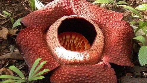 食人花真的像电视说的一样,会吃人吗?看完你就知道了