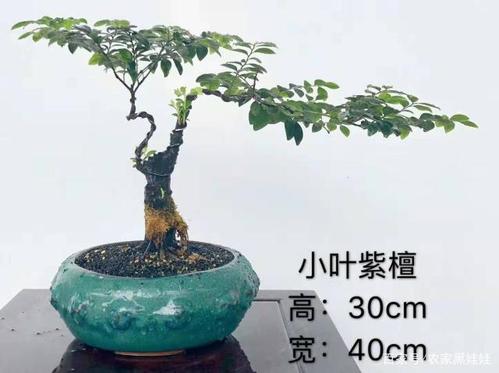 小叶紫檀小盆景也很受青睐,喜欢