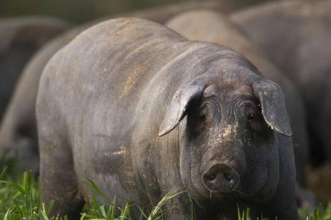 伊比利亚黑猪价格破万元