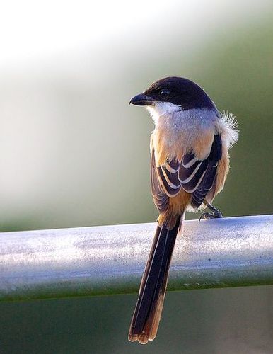 棕背伯劳菲律宾亚种