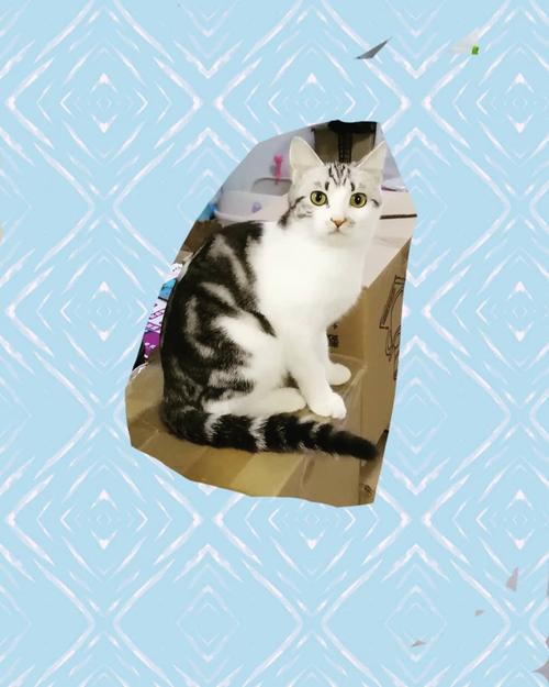 美短田园生小猫五只