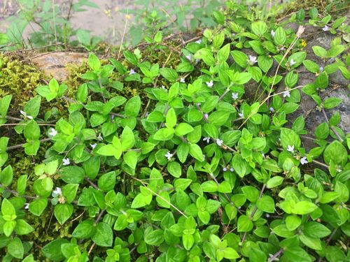 农村一种金色绒毛的野草,人称"过路蜈蚣", 一斤能卖25