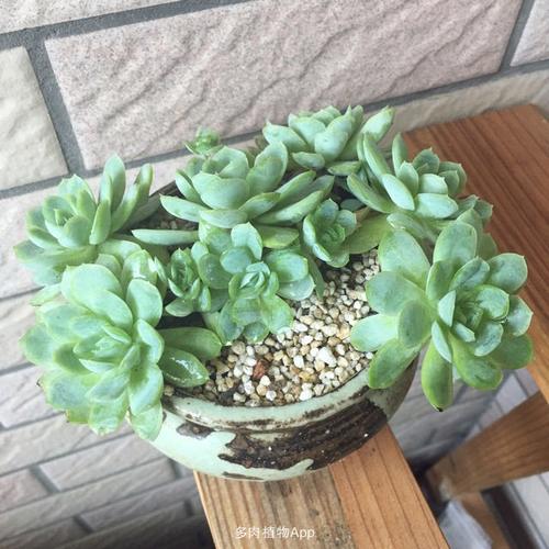 大家都说说原始冰梅容易出状态还是日系冰梅容易出?