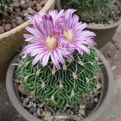 懂的来,千波万波 多棱玉,一份2棵,实生苗非架接自生