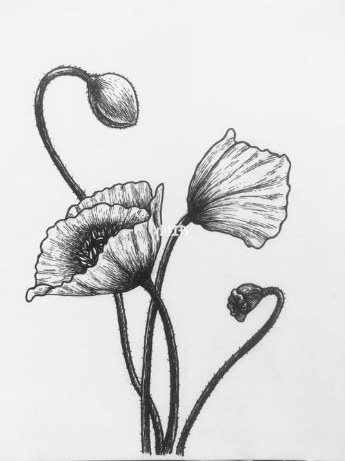 针管笔线条练习——罂粟花_针管笔_文化_绘画