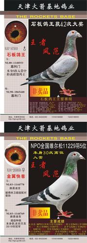 天津火箭基地鸽业在线拍鸽