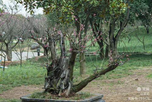 现存超山两颗古梅树,树龄千年. 二奇在" 广".