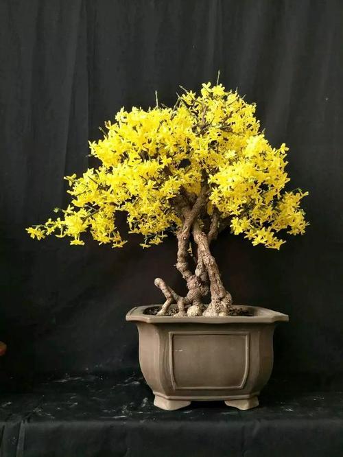 原创迎春花做盆景顺其自然苍劲有力满盆开金花