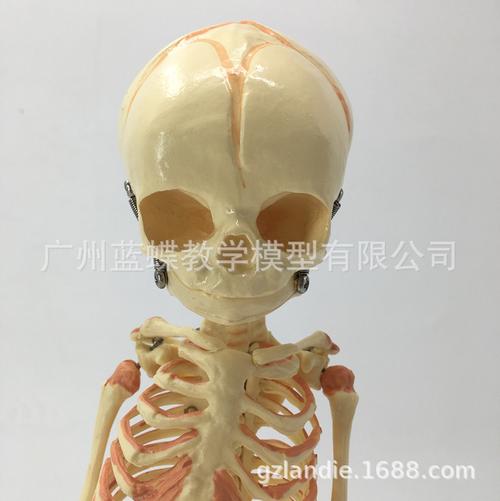 婴儿骷髅模型 婴儿骨骼模型 幼儿骨架 人骨模型 素描人体 教学
