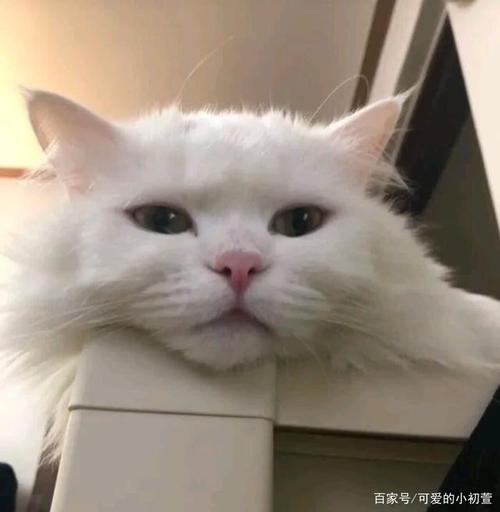 可爱猫猫头像