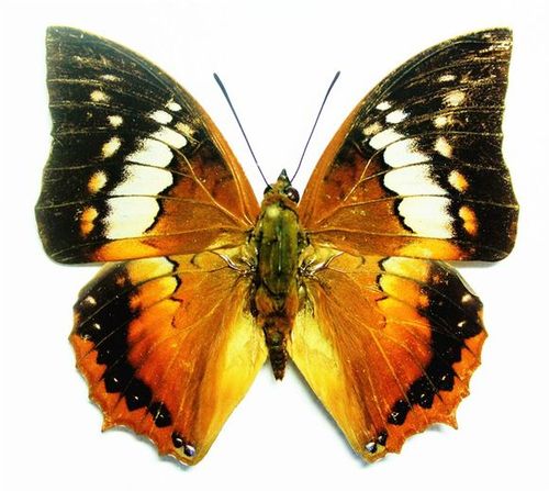 【中国螯蛱蝶属所有种 】