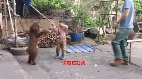 小男孩与泰迪打架,泰迪一巴掌打在他的脸上,接下来一幕逗乐全场