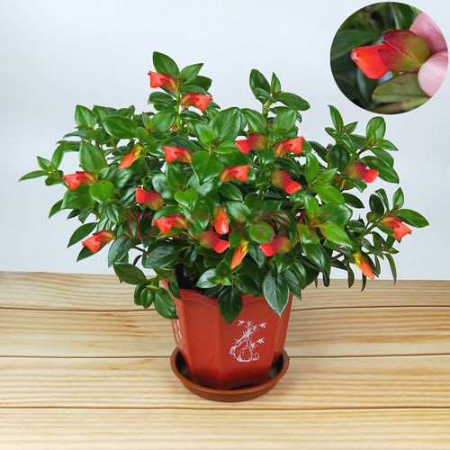红色花金鱼吊兰带花盆栽阳台花植物室内金鱼草鲜花卉四季开花 160