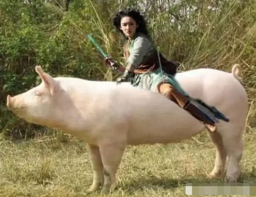 p图大神请手下留情,黑人小哥变得美丽动人,小仙女骑猪