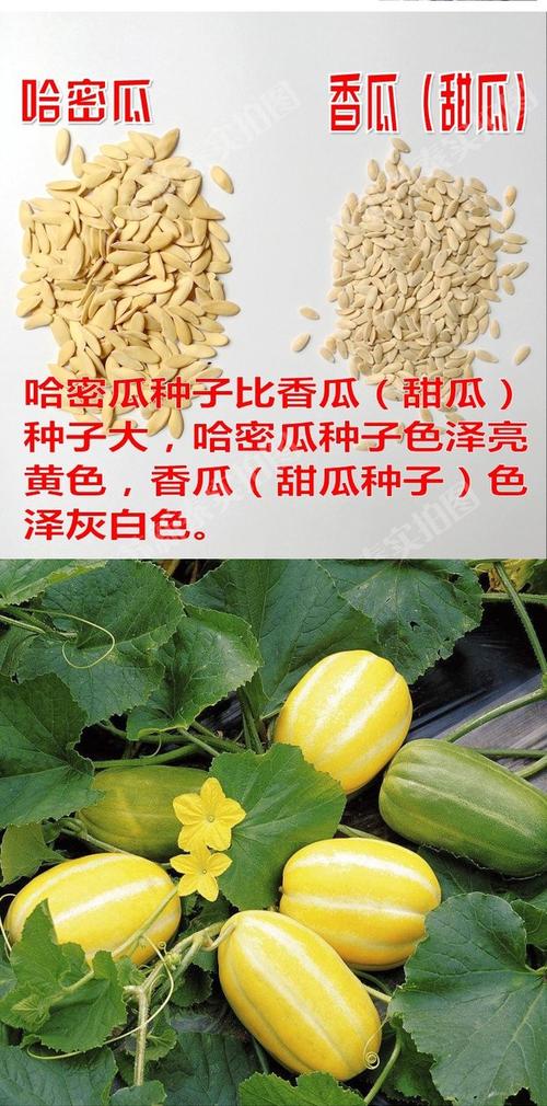 散装哈密瓜种子南方新疆哈密瓜超甜早熟四季播种特大香瓜甜瓜种子_双
