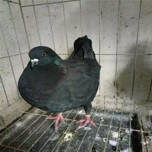 肉鸽大型养殖白羽王落地王