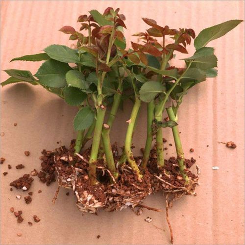 10棵蔷薇苗颗藤本蔷薇花苗爬藤四季开花庭院大攀爬多