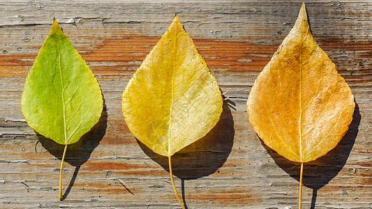 秋天叶子变黄创意场景图片素材