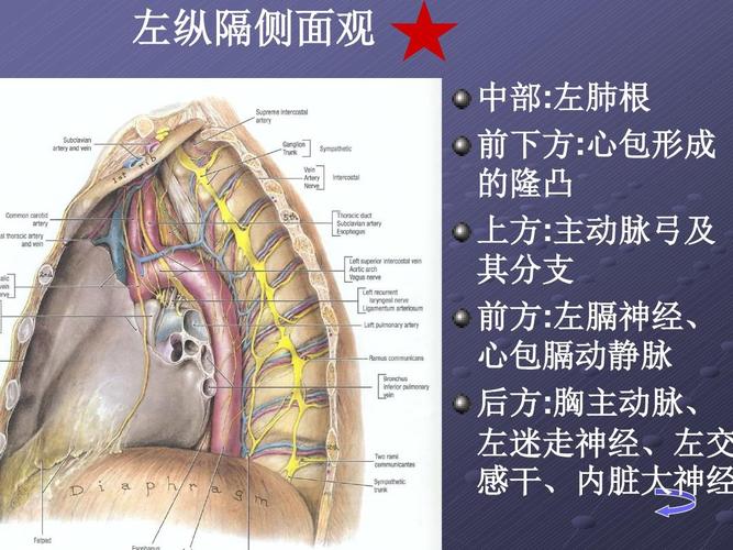 纵隔左右侧面观的解剖及临床ppt