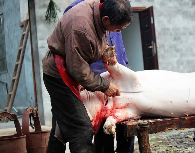 实拍农村杀猪全过程----重口味胆小勿进