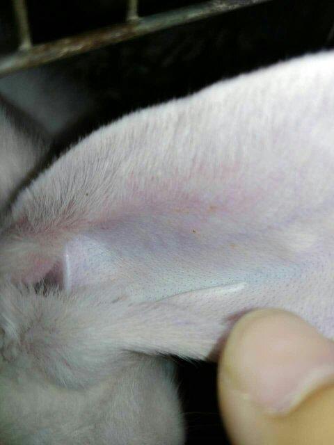 这只兔子得耳螨了吗