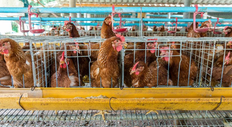 养鸡场设备需要有哪些呢?
